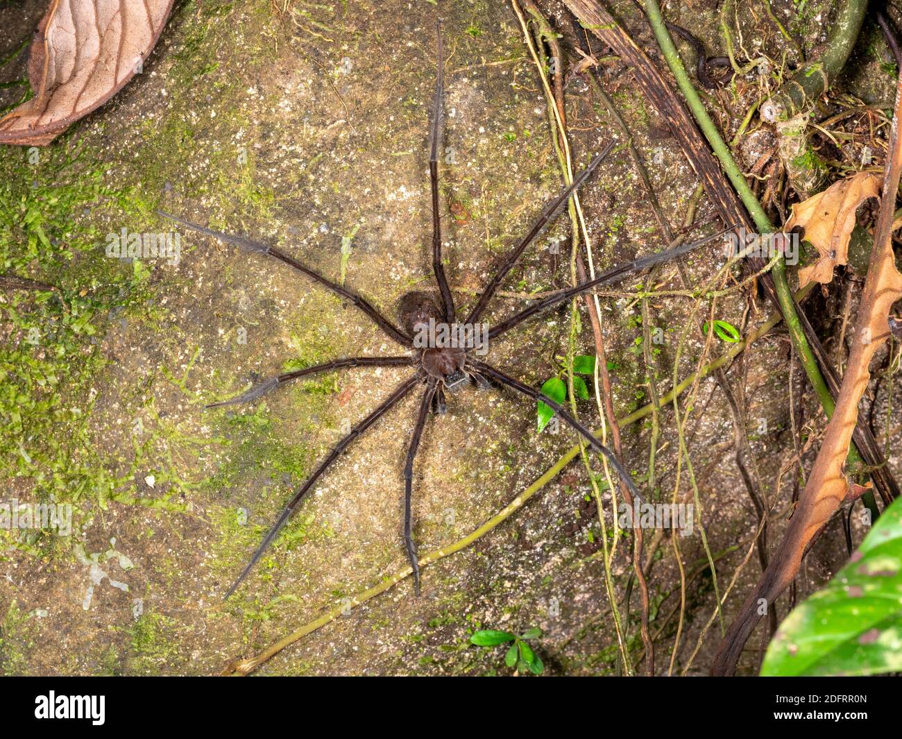 Trechaleid Spider (género Trechalea) En una roca cerca de una corriente de selva tropical cerca de Puerto Quito En el oeste de Ecuador Foto de stock