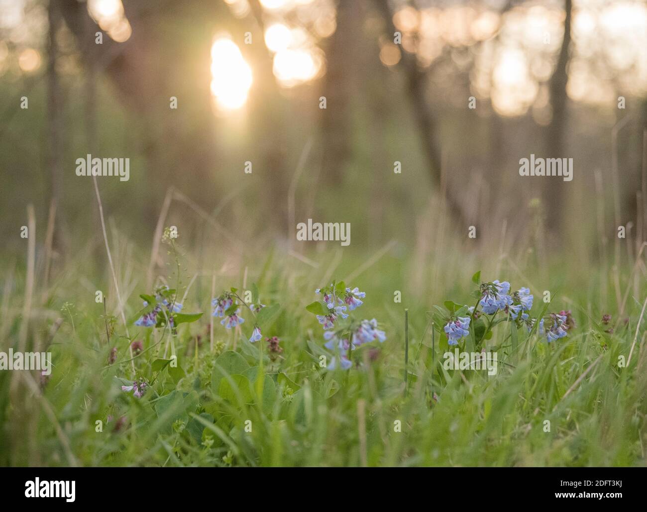 Virginia bluebells o Mertensia virginica florecen en primavera en el suelo del bosque. Foto de stock