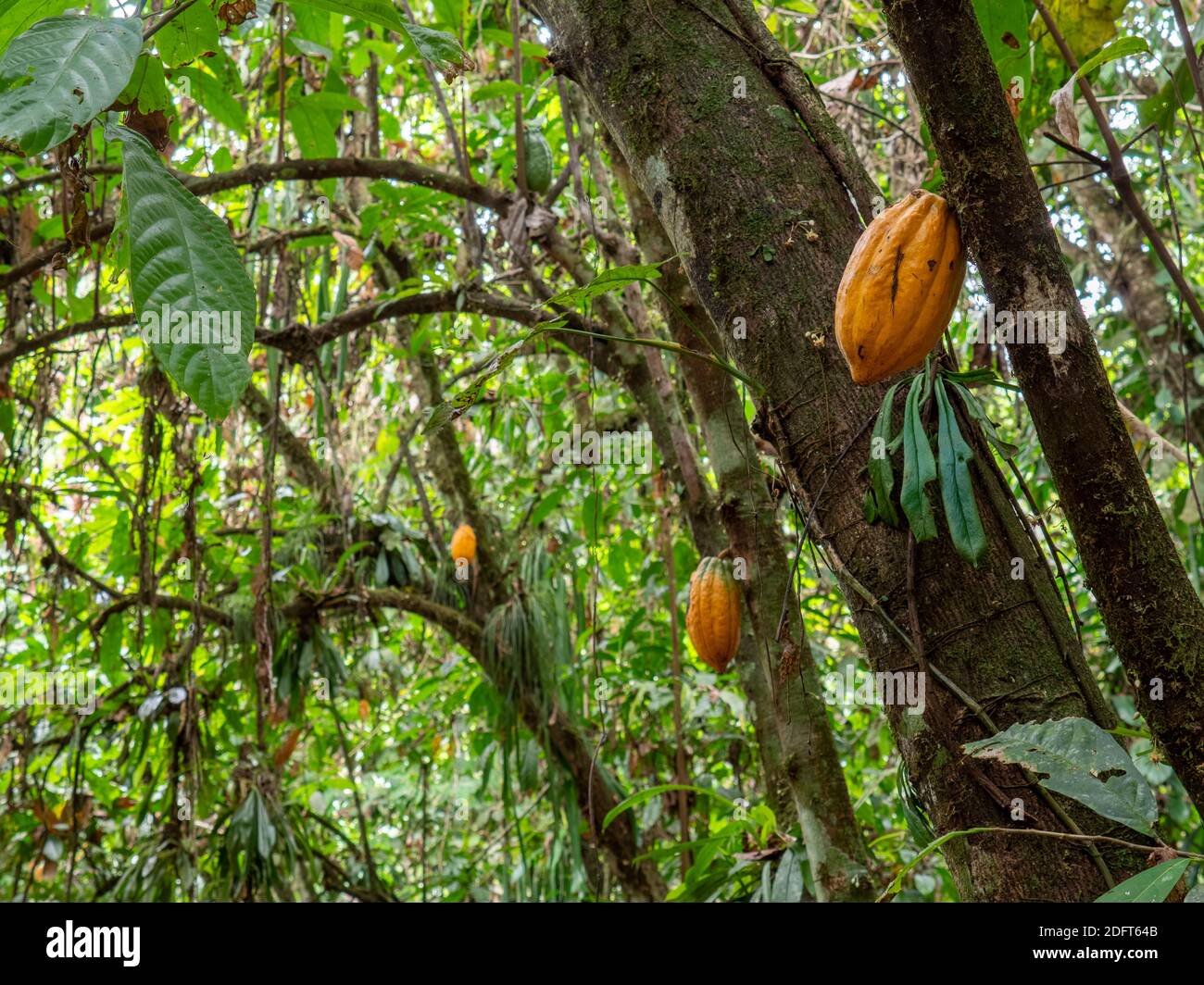 Árbol de cacao (Theobroma cacao) con vainas maduras. Esta es Arriba Cacao o Cacao Blanco, el cacao de mayor calidad en Ecuador. Cerca de Puerto Quito en el oeste E. Foto de stock