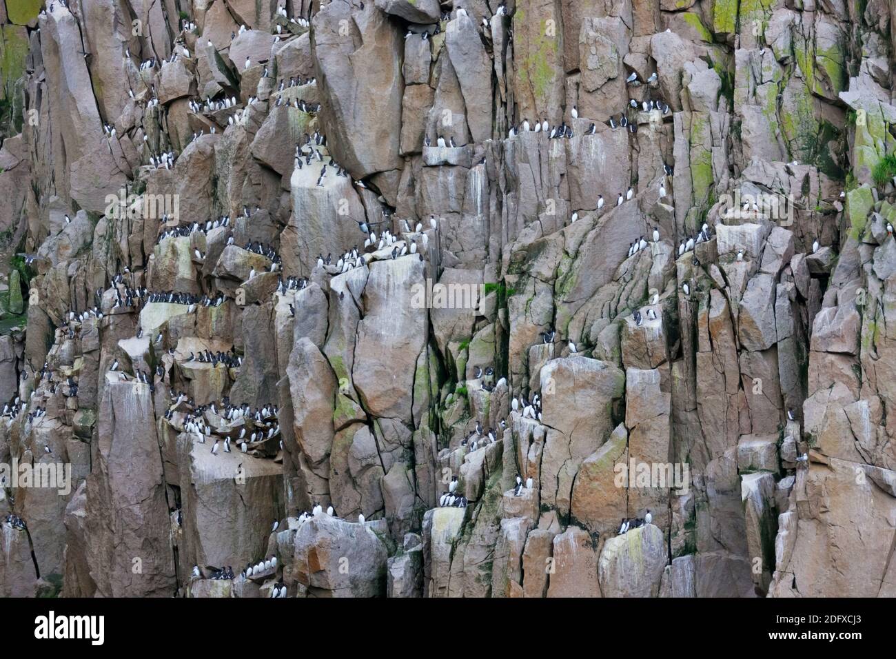La Brunnich guillemots en la isla rocosa, Cabo Archen, Mar de Bering, Lejano Oriente ruso Foto de stock