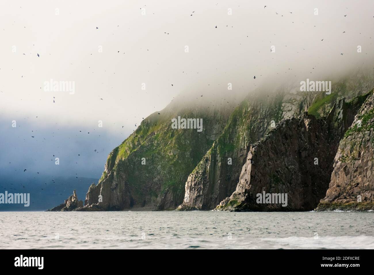 Las aves en la isla en la niebla de la mañana, el cabo Archen, Mar de Bering, Lejano Oriente ruso Foto de stock