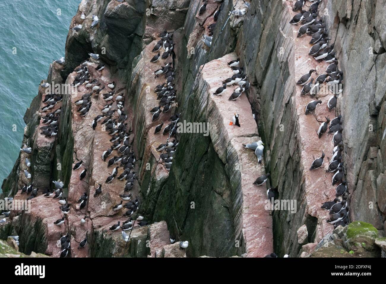 Los guillemots y frailecillos de Brunnich en el acantilado, Kolyuchin Island, Bering sea, Russian Far East Foto de stock