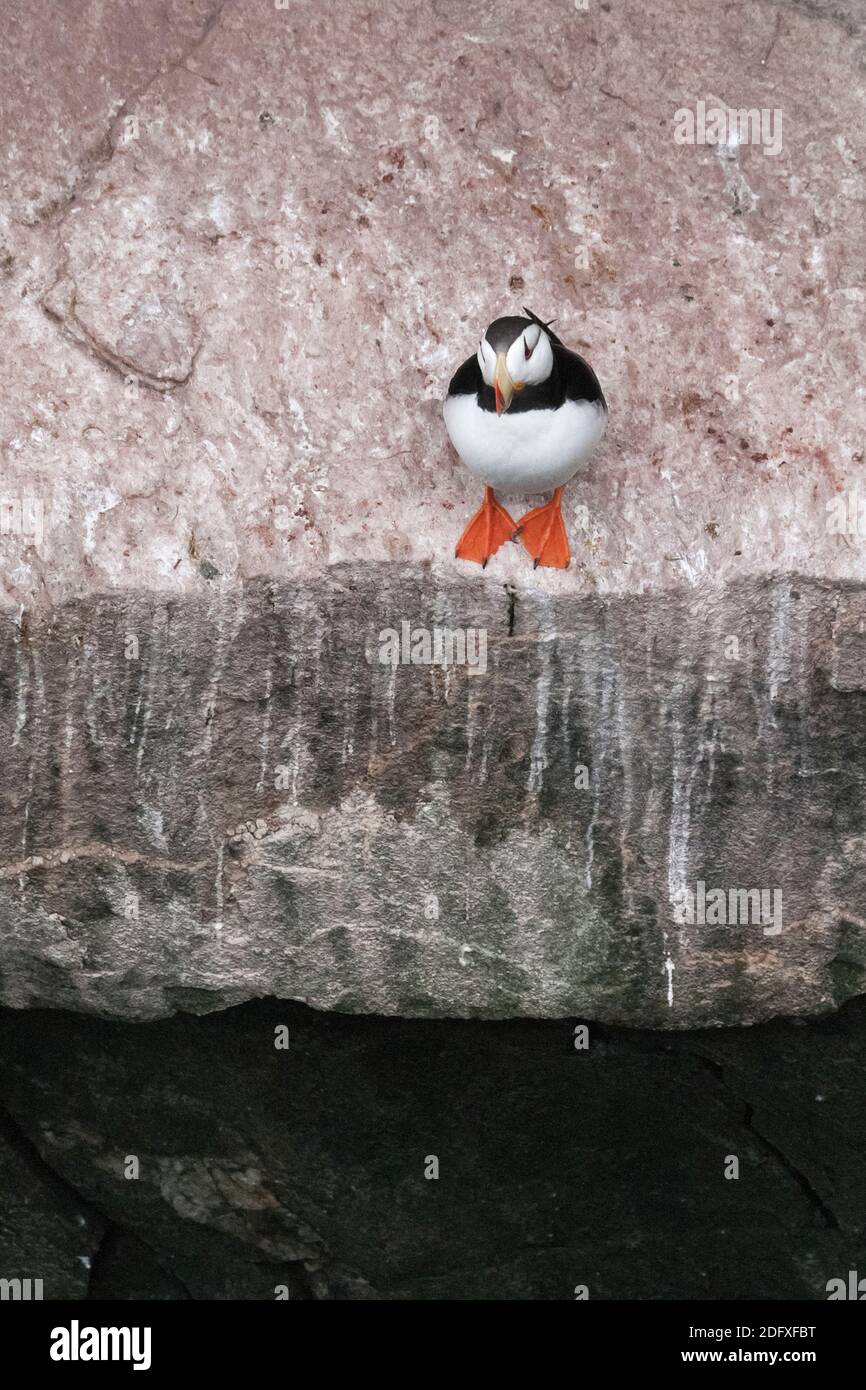 En el acantilado de frailecillos, Isla Kolyuchin, Mar de Bering, Lejano Oriente ruso Foto de stock