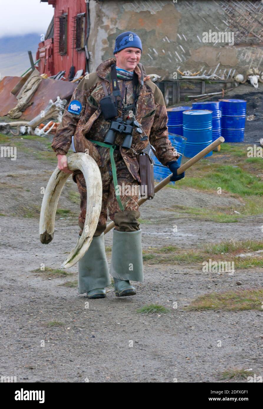 El hombre lleva colmillo de mamut, isla de Wrangel, Mar de Chukchi, Lejano Oriente ruso Foto de stock