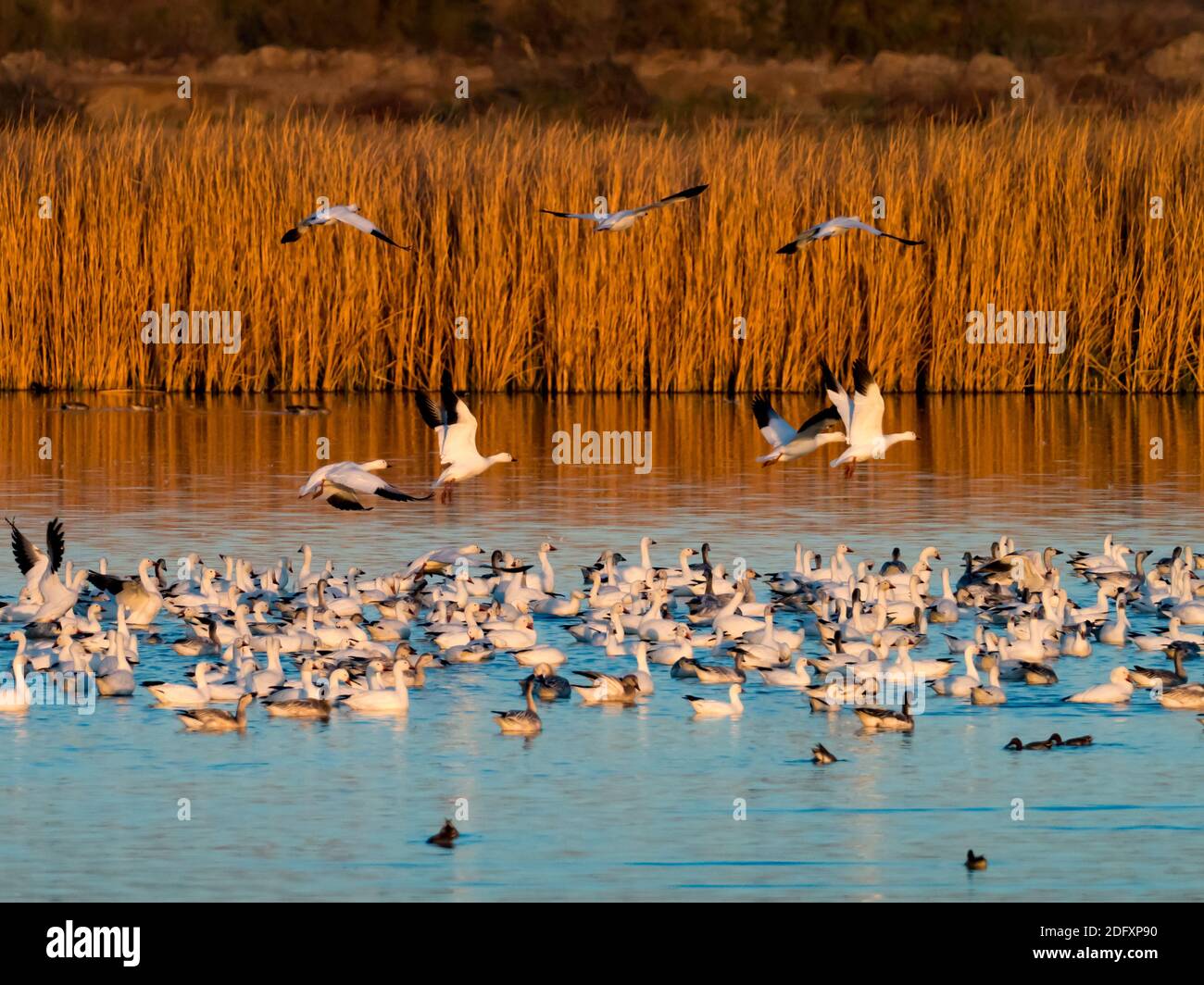 Bandadas de gansos de nieve, Anser caerulescens, en Sonny Bono Salton sea National Wildlife Refuge, California, EE.UU Foto de stock