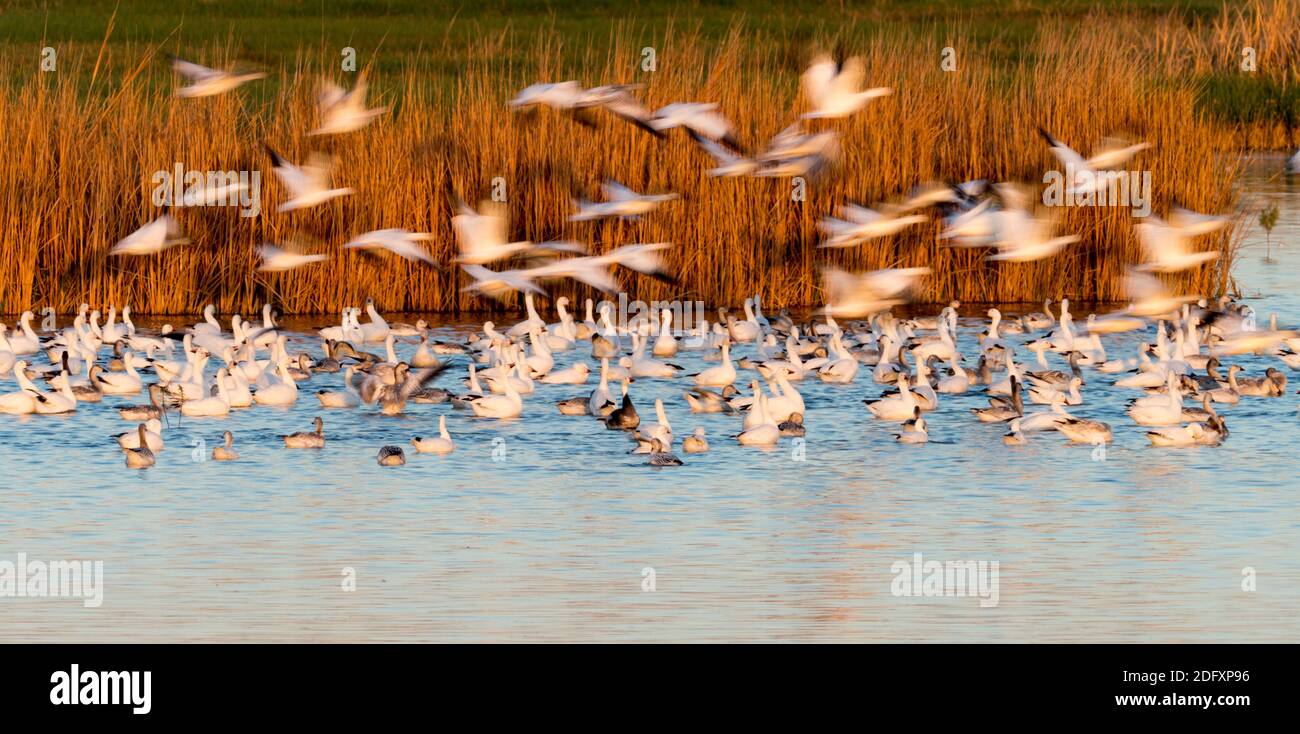 Bandadas de gansos de nieve, Anser caerulescens, en Sonny Bono Salton sea National Wildlife Refuge, California, EE.UU Foto de stock