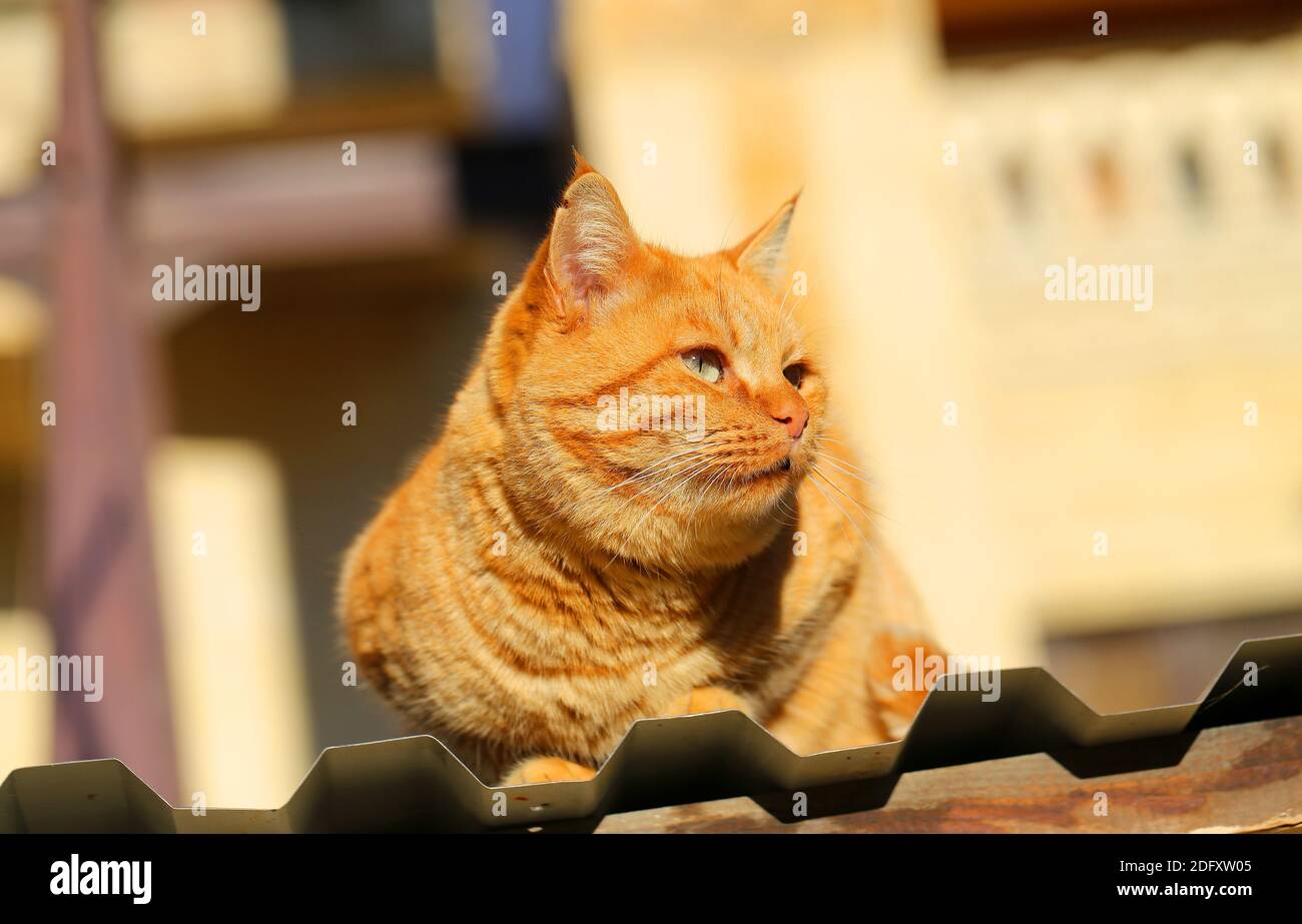 Foto retrato de un gato rojo tumbado al sol Foto de stock