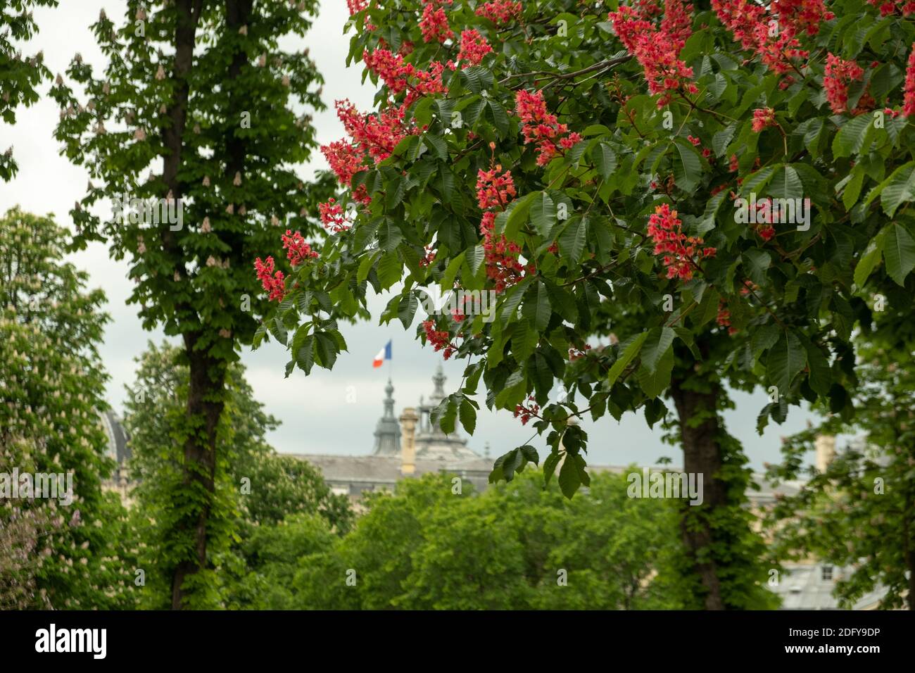 Vislumbra la bandera del ricolor en la parte superior del Grand Palais de París. Tomado a través de los árboles de flores de primavera Foto de stock
