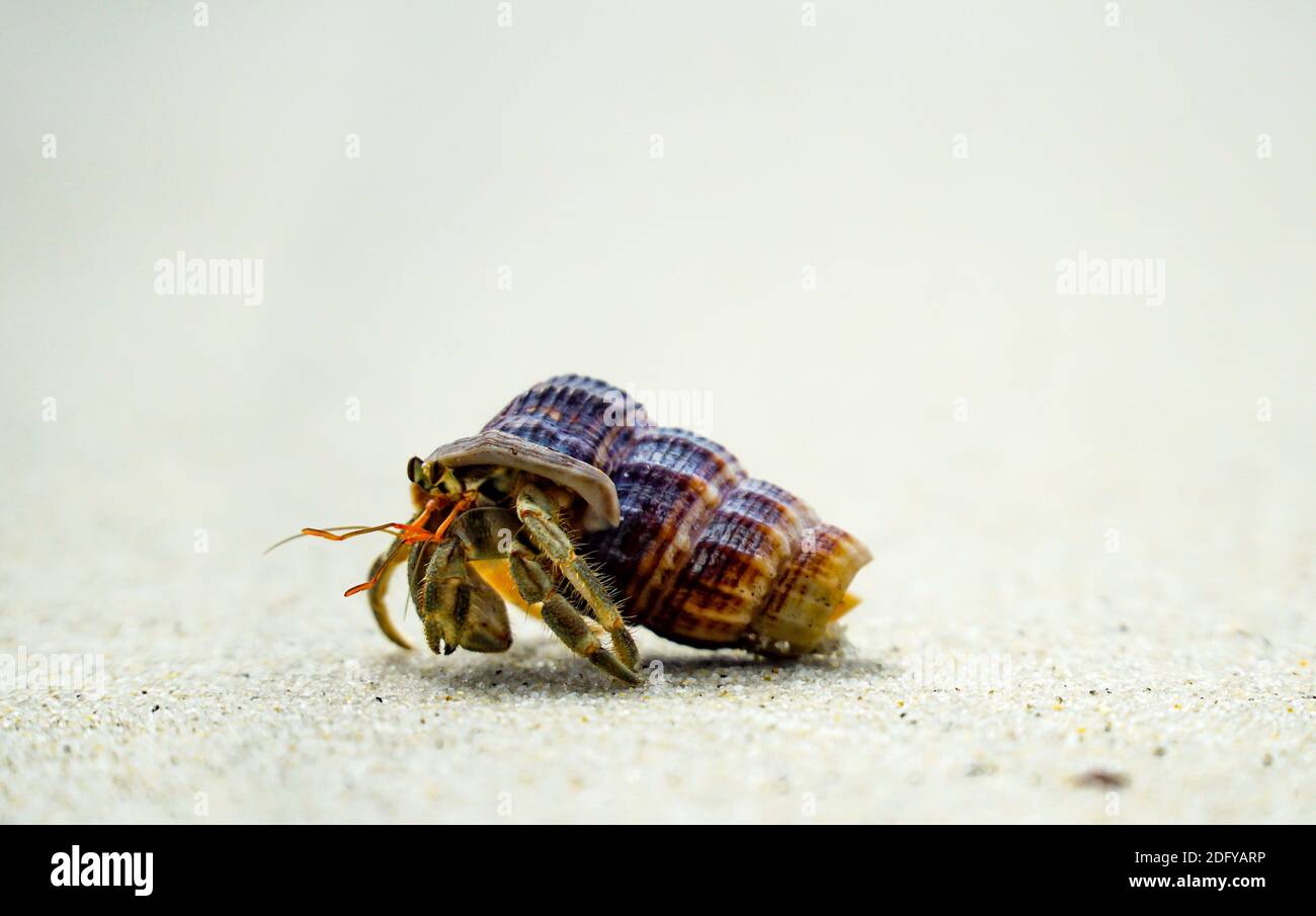 Cangrejos ermitaños que utilizan sus conchas para sus hábitats a lo largo de la playa.Cerrar hasta el cangrejo ermitaño en la playa de arena blanca en Tailandia. Foto de stock