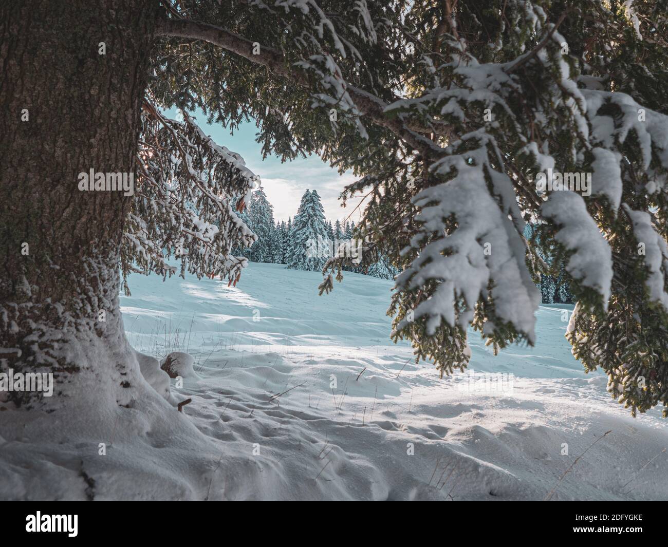 Cerca de una rama de pinos cargada de nieve contra un impresionante paisaje invernal de campos cubiertos de nieve y pinos. Foto de stock