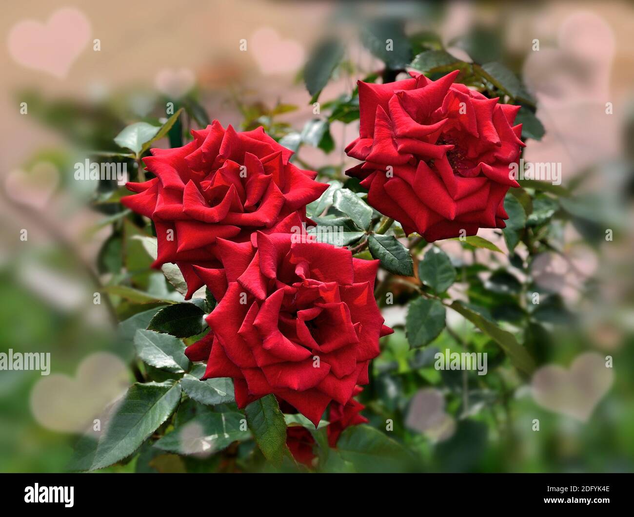 Tres rosas rojas en fondo borroso con bokeh como corazones. Fondo artístico floral festivo con rosas vivas como símbolo de amor. Postal Foto de stock