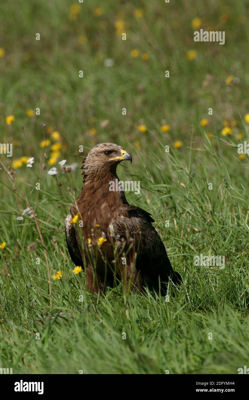 Schreiadler, Schreiadler-pomarina, aquila poharina, águila de manchas menores, Águila de topos pequeños europea Foto de stock