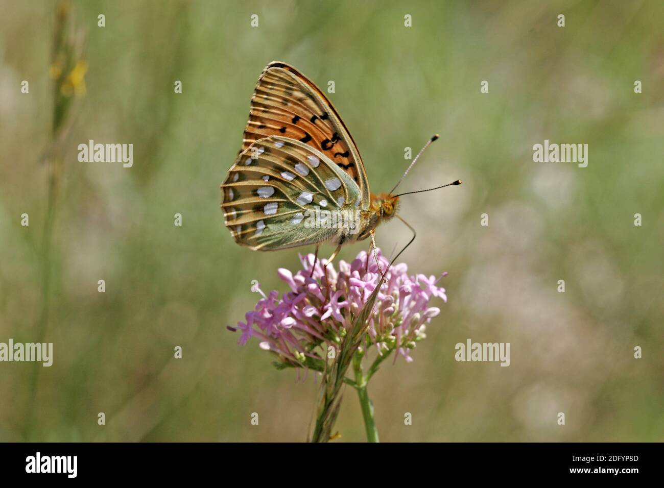 Argynnis aglaja, Mesoacidalia aglaja, Gran mariposa madre de perla Foto de stock