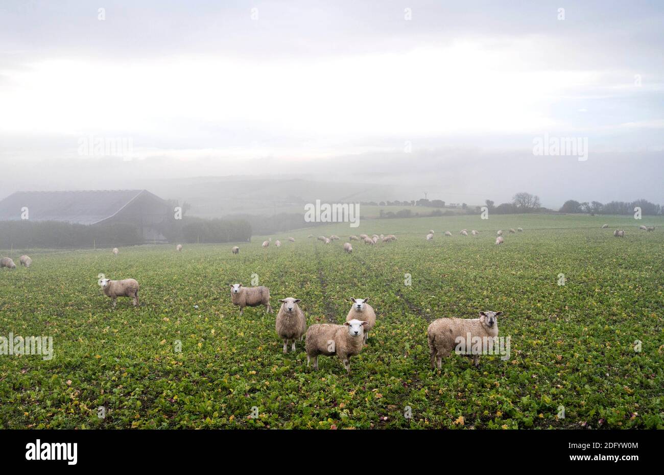 Brighton Reino Unido 7 de diciembre de 2020 - Sheep en la niebla en una granja cerca de Devils Dyke en el camino de los Downs del Sur justo al norte de Brighton. Se ha pronosticado que la niebla espesa permanecerá en algunas partes de Gran Bretaña hoy haciendo que las condiciones de conducción sean difíciles: Crédito Simon Dack / Alamy Live News Foto de stock