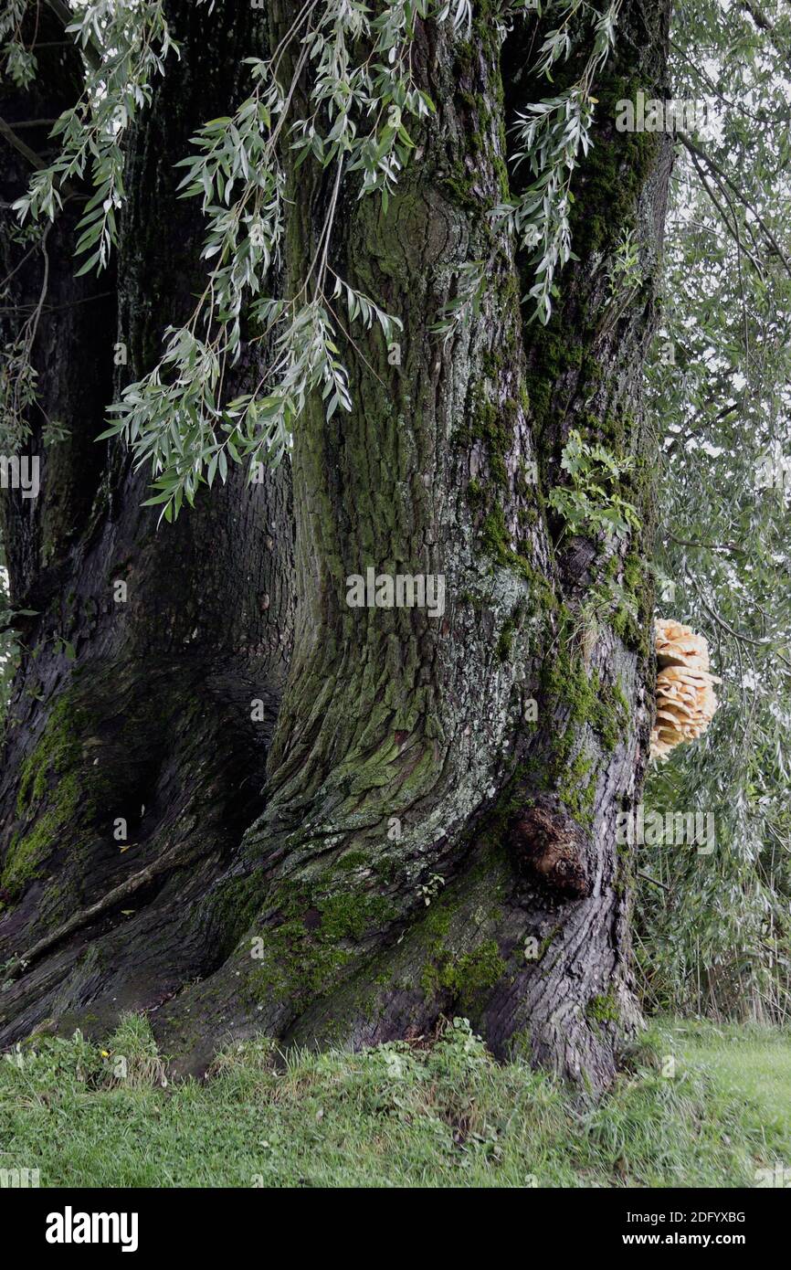 Viejo tronco de árbol Foto de stock