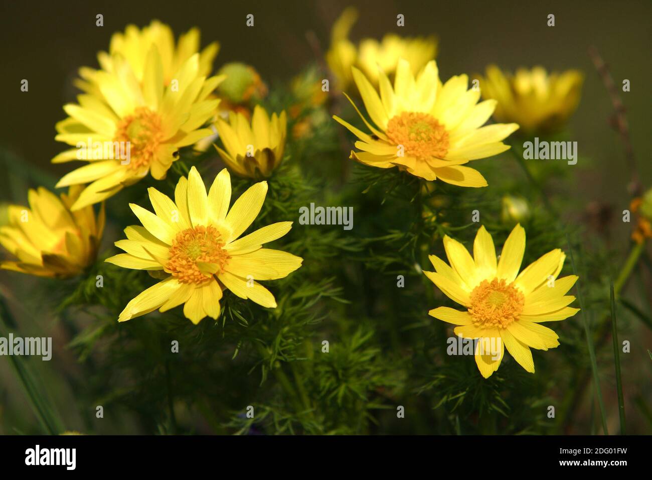 Adonisroeschen, afruehlingsadonisroeschen, adonis vernalis, ojo de faisanes primaverales, adonis des printemps, ojo de perdiz Foto de stock