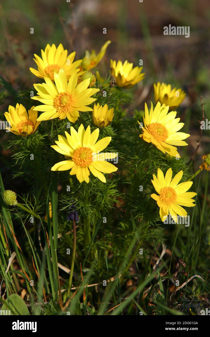 Adonisroeschen, afruehlingsadonisroeschen, adonis vernalis, ojo de faisanes primaverales, adonis des printemps, ojo de perdiz Foto de stock