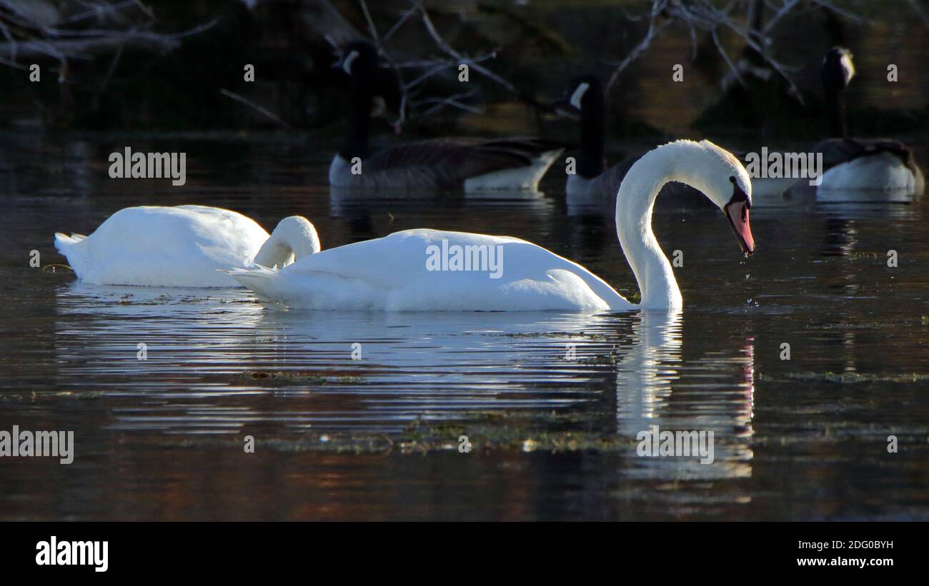 Dos cisnes mudos alimentándose en un estanque oscuro Foto de stock