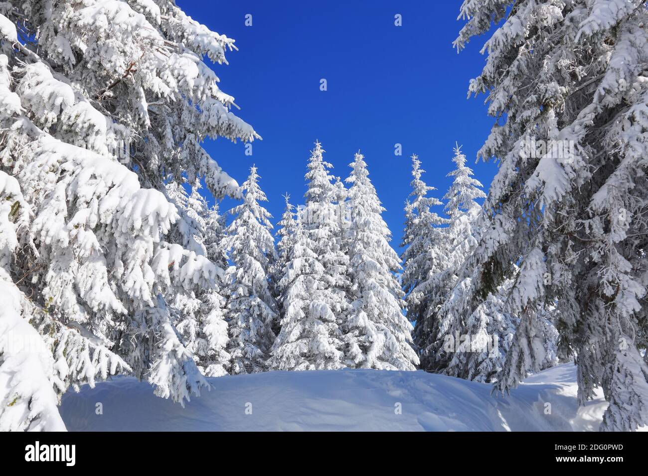 Hermoso paisaje en la fría mañana de invierno. Pinos en las motonieves. Césped y bosques. Fondo nevado. Paisaje natural. Ubicación Coloque la C Foto de stock