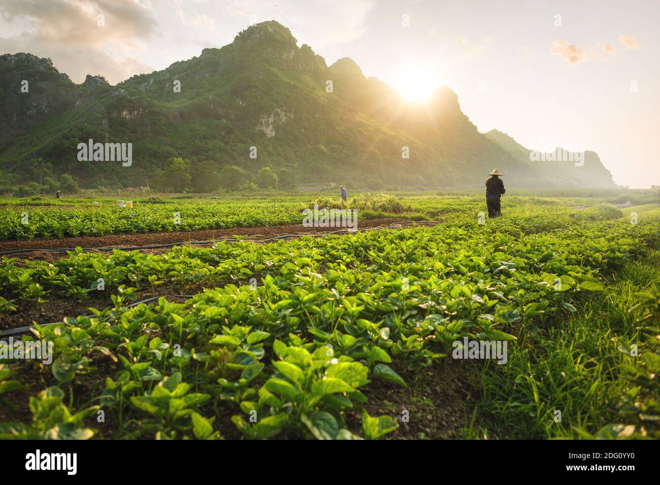 Campo agrícola con agricultores en Vietnam Foto de stock