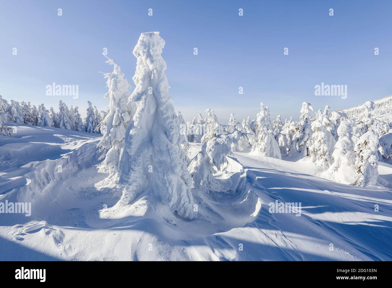 Paisaje invernal. En el césped cubierto de nieve, los árboles de picea están de pie cubiertos de copos de nieve en un día helado. Foto de stock