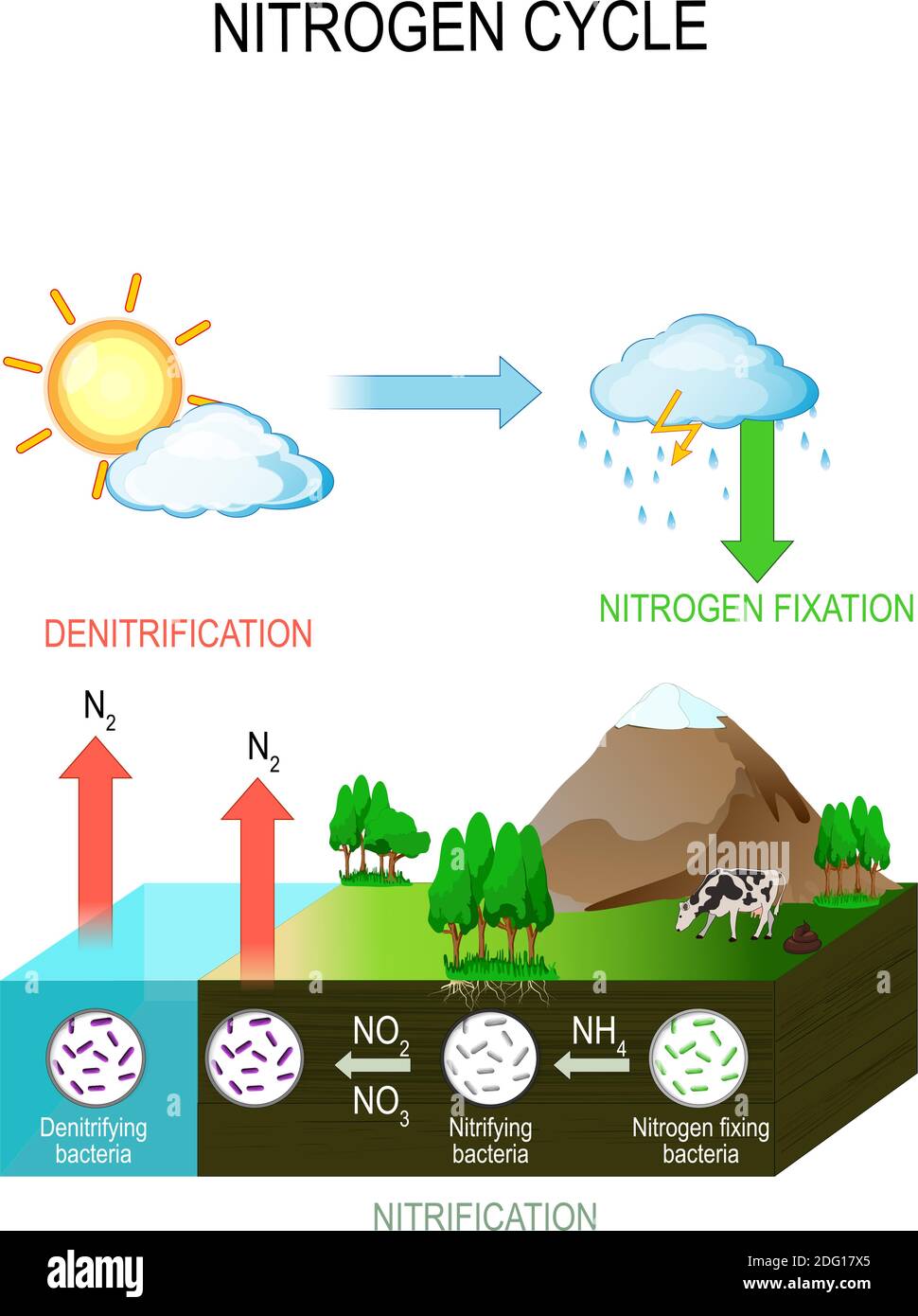 Diagrama Del Ciclo Del Nitrogeno