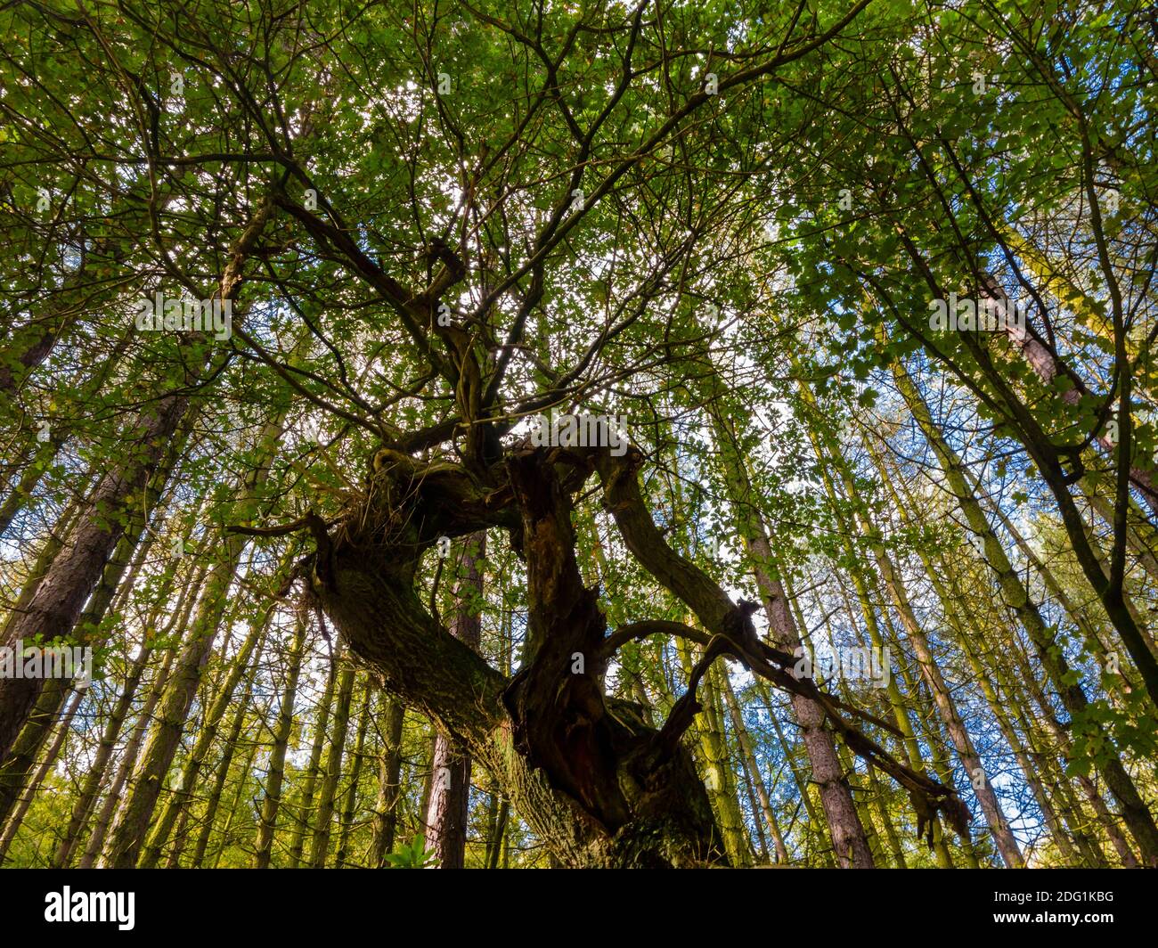 Vista mirando hacia arriba a un árbol torcido y roñado aislado rodeado de árboles rectos en el medio de un bosque. Foto de stock