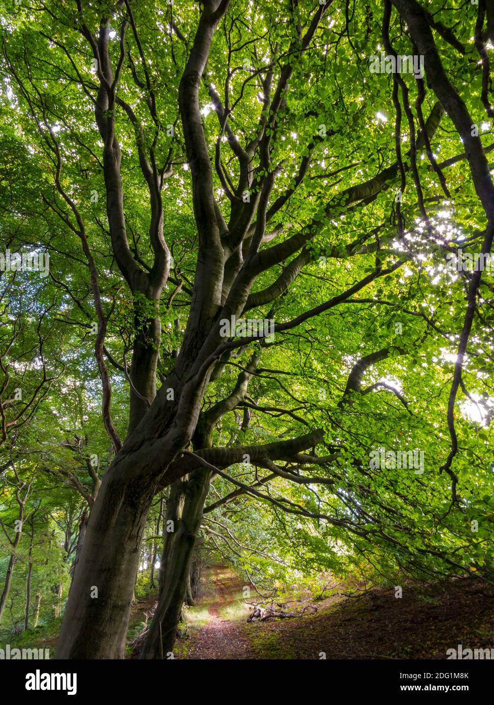 Los árboles de haya crecen cerca de un sendero público en el bosque a finales del verano. Foto de stock