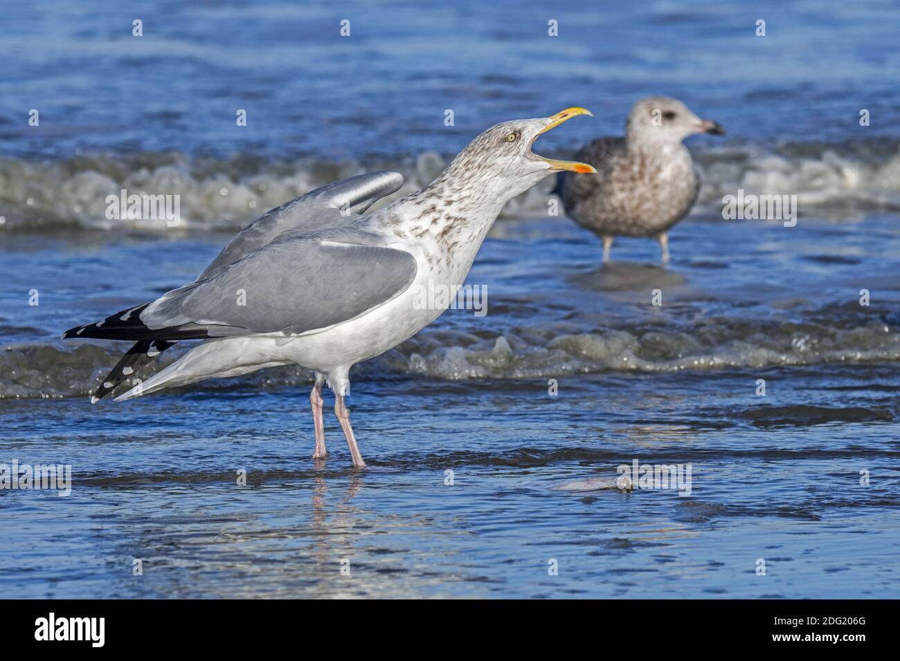 Gaviota de arenque europea (Larus argentatus) adulto en plumaje de invierno no reproductivo que defiende la comida / pescado muerto en aguas poco profundas y llamadas Foto de stock