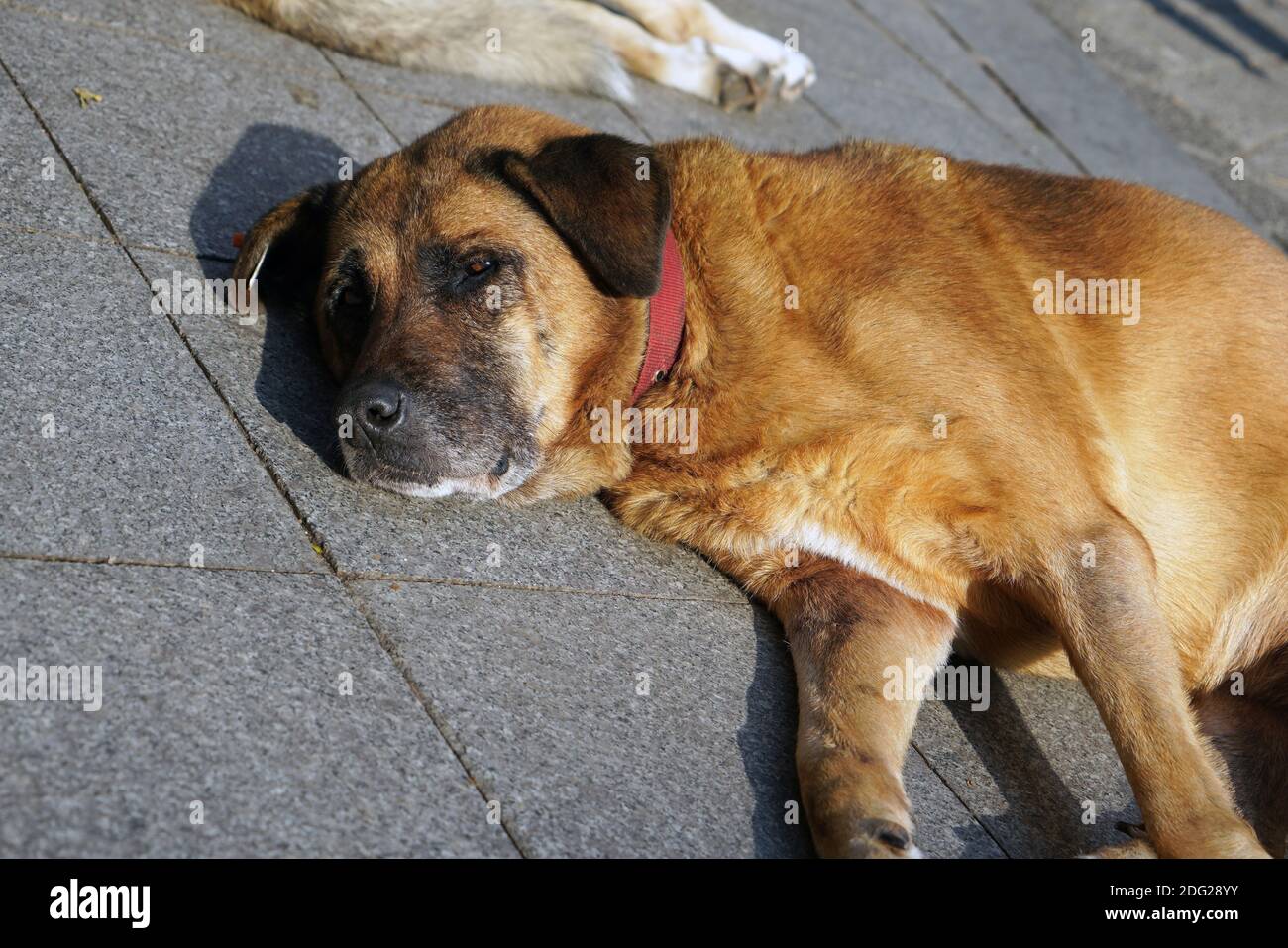 Perro callejero acostado en el suelo Foto de stock