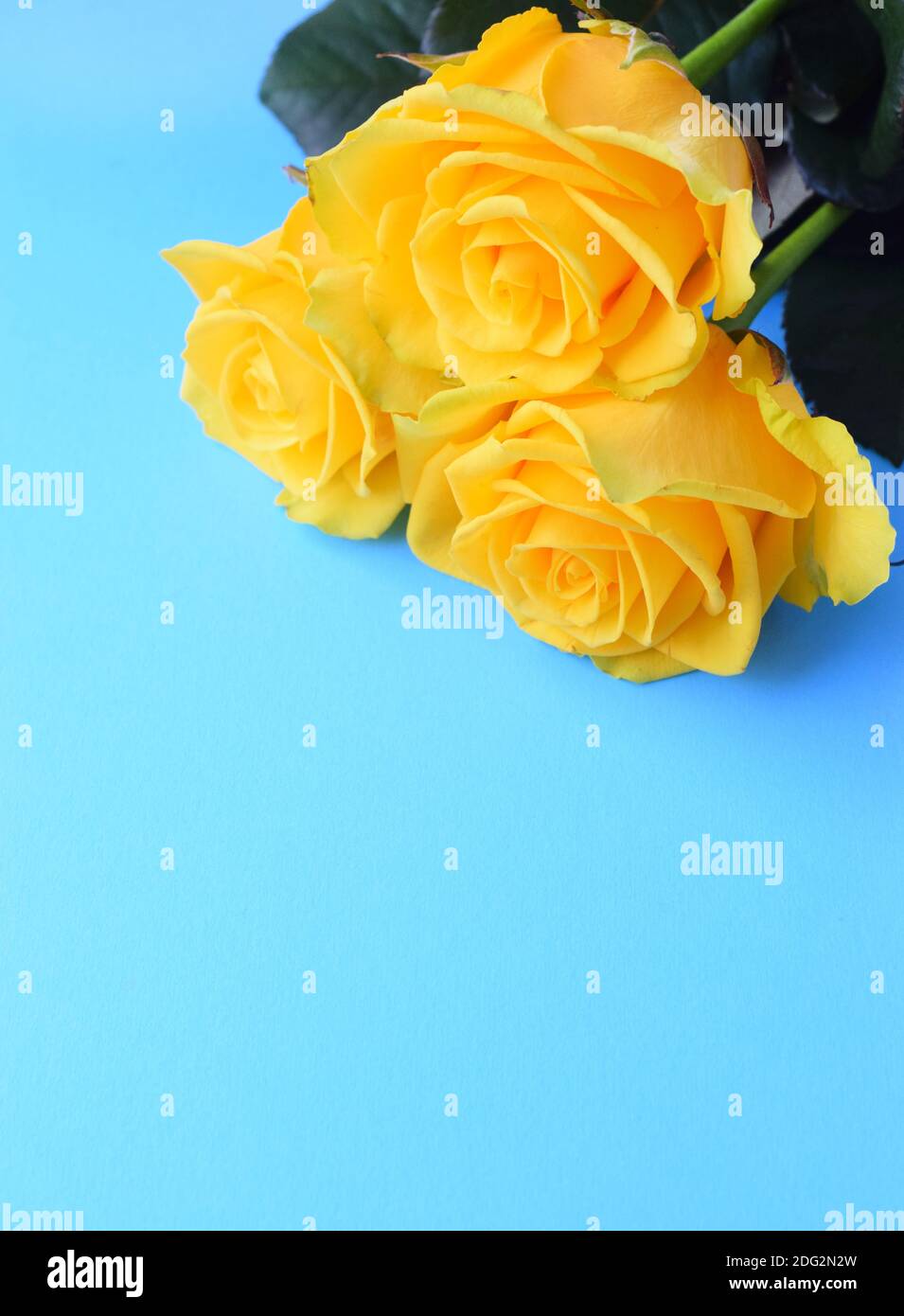 Tres hermosas rosas amarillas sobre un fondo azul brillante. Vertical.  Copiar fase. Concepto para el día de la Madre, día de la Familia, día de  San Valentín Fotografía de stock - Alamy