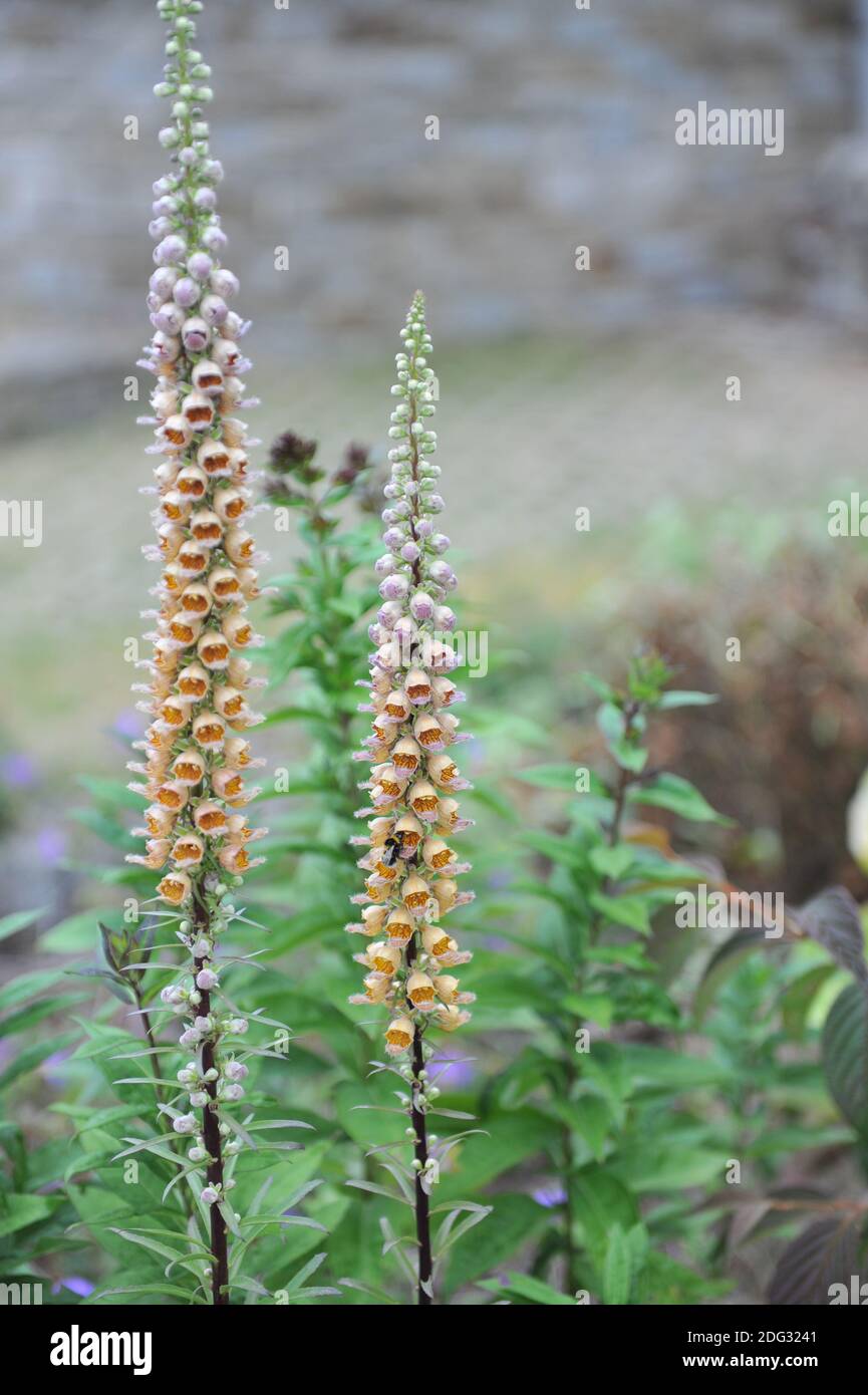 Guante de espuma oxidado (Digitalis ferruginea) Gelber Herold florecen en un jardín en julio Foto de stock