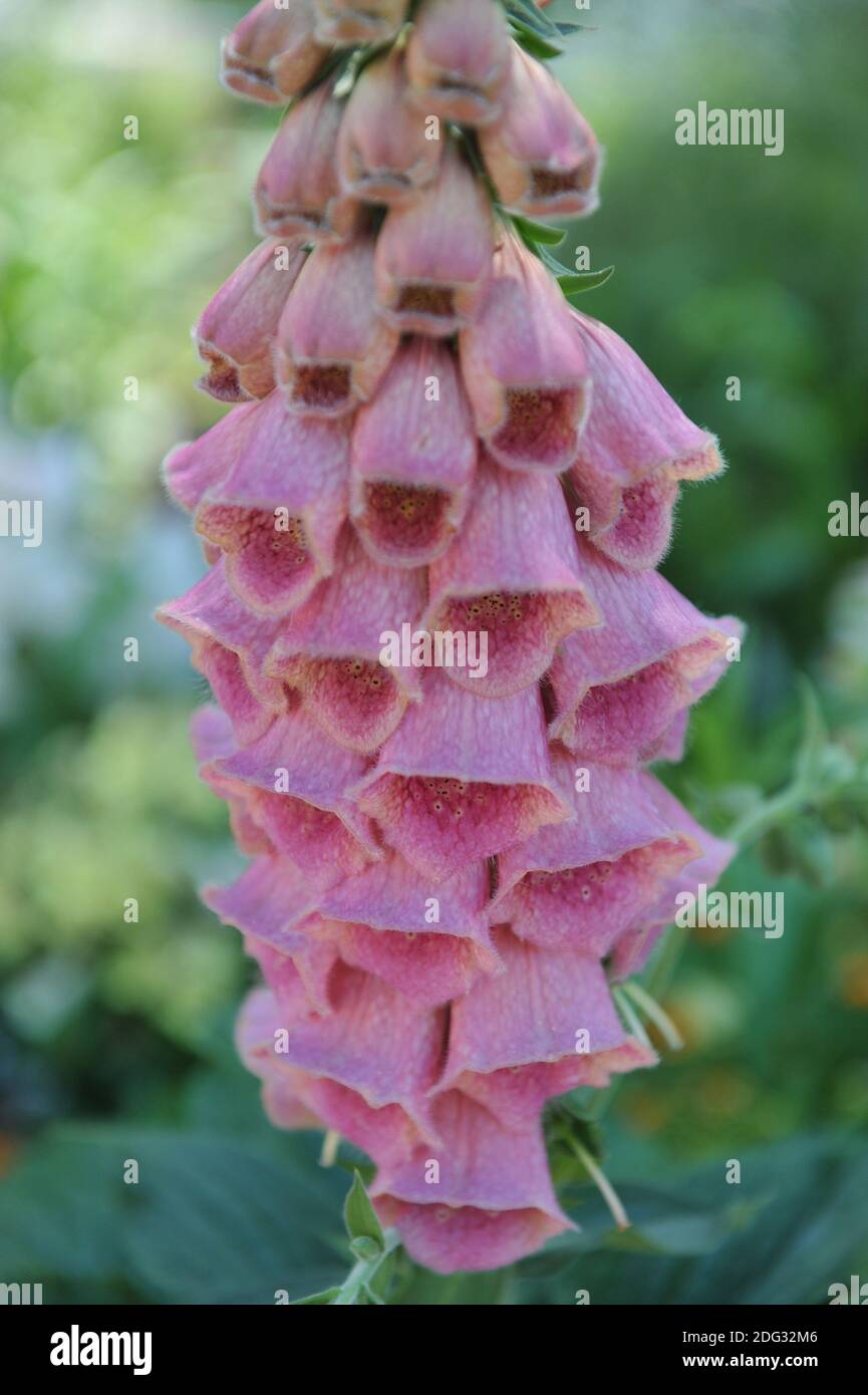 El guante de fresa (Digitalis mertonensis) florece en un jardín en julio Foto de stock