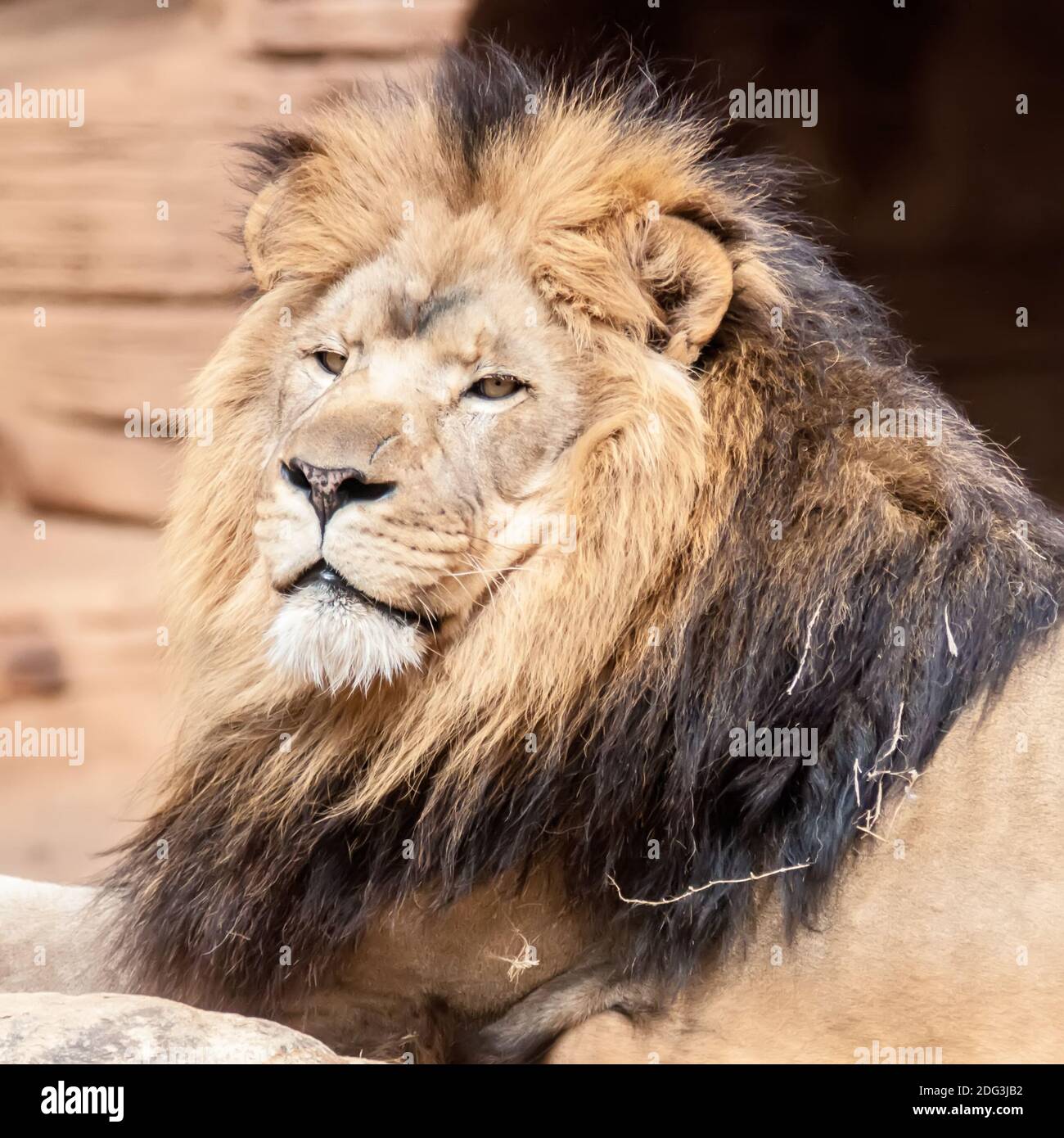 León, retrato del rey de las bestias Foto de stock