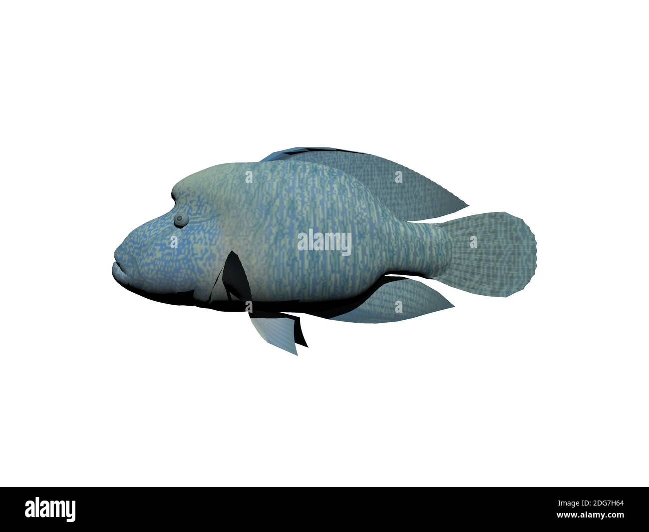 Pez napoleón - 3D render Fotografía de stock - Alamy