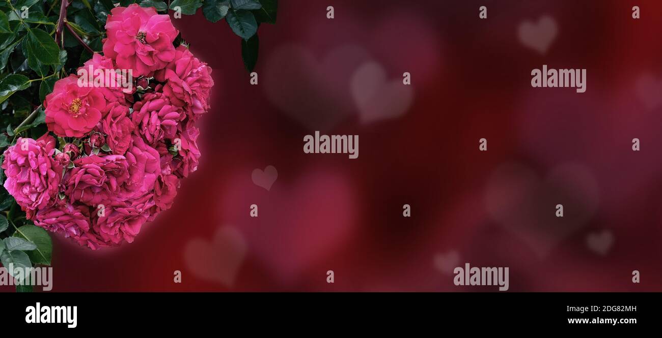 Borde floral vintage con rosa rojo rosa flores sobre el amor corazones fondo. Día de San Valentín rosas ancho banner copiar espacio para el texto. Marco de flores. Foto de stock