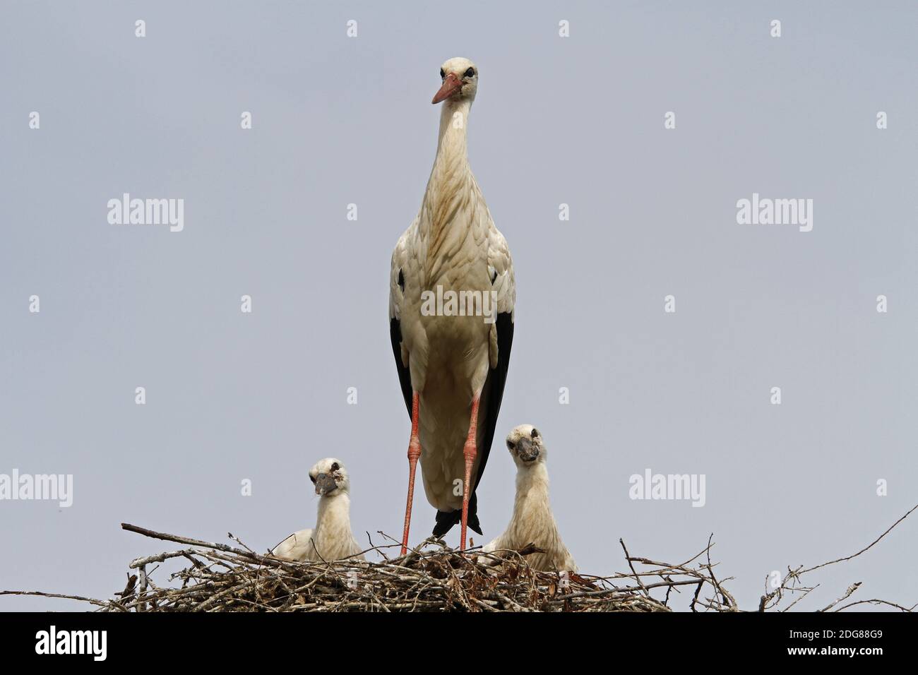 Cigüeña blanca con aves jóvenes en el nido Foto de stock