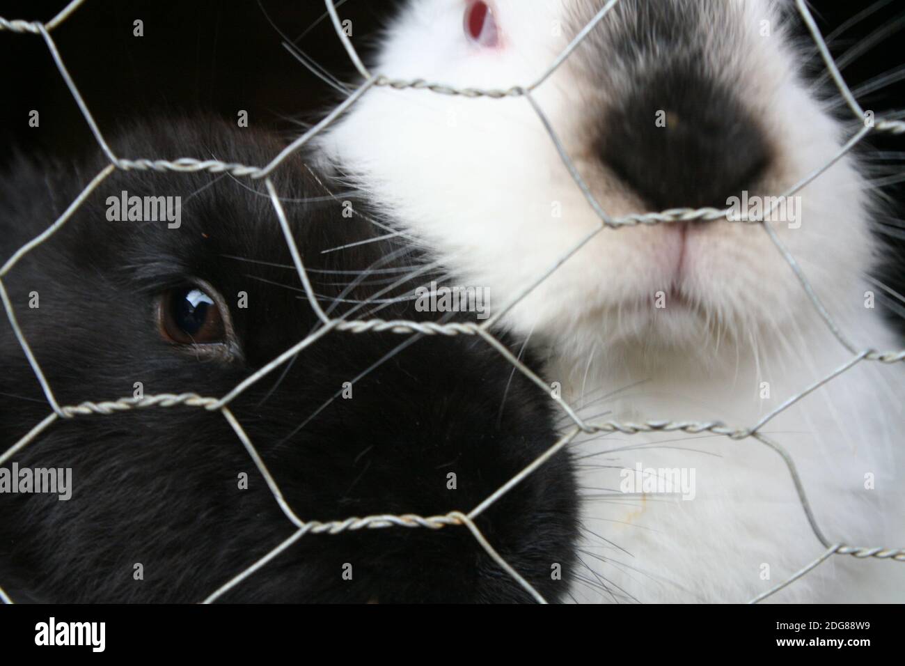 RABIT Foto de stock
