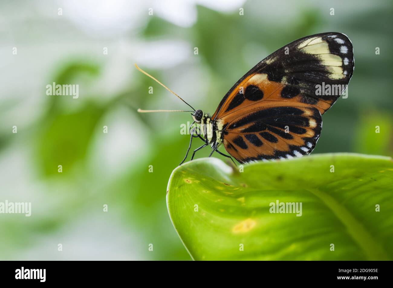 Mariposa, Lepidoptera, pasión, mariposas Heliconius, sentado en una hoja. Foto de stock