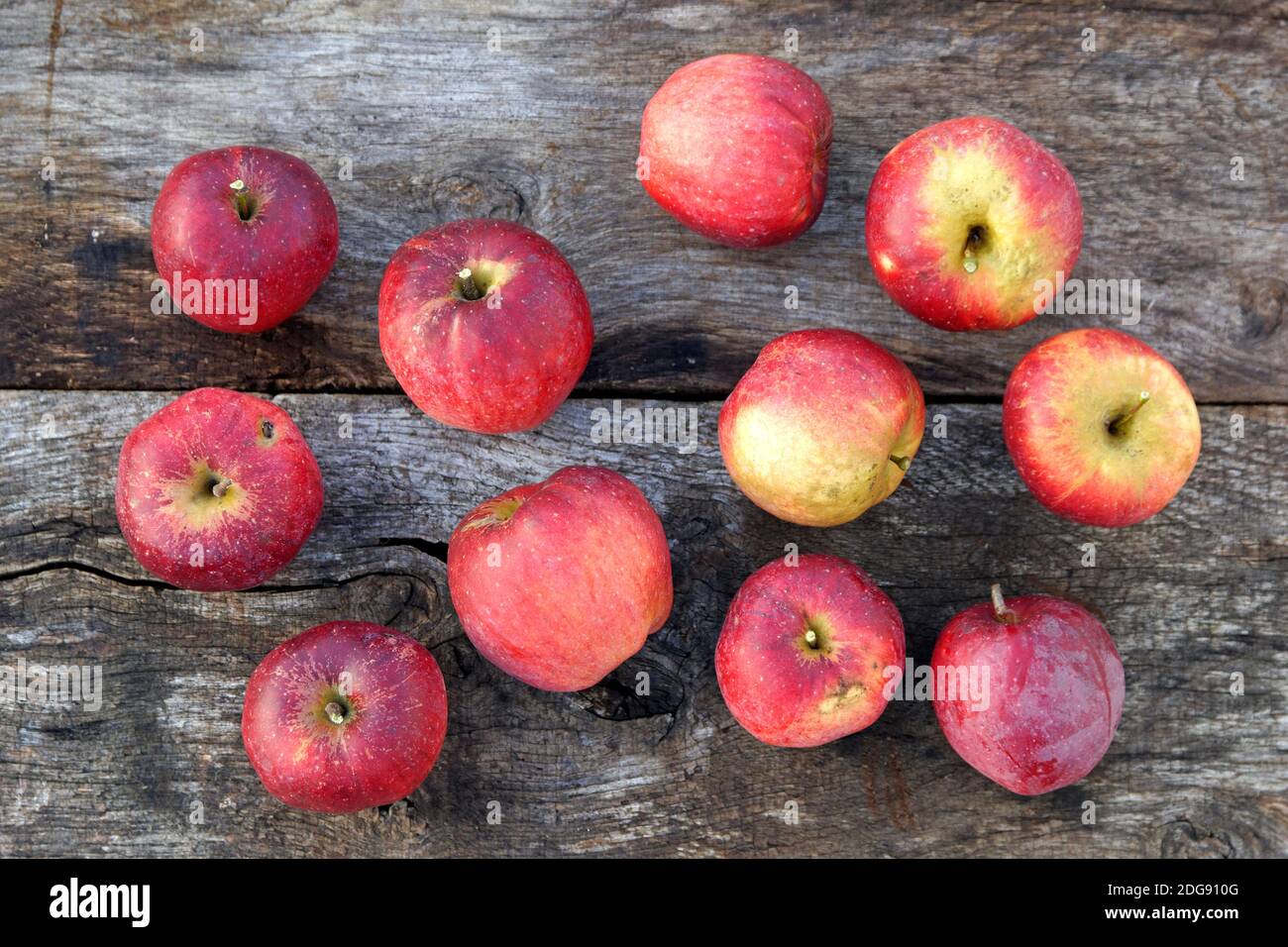 Manzanas del jardín Foto de stock