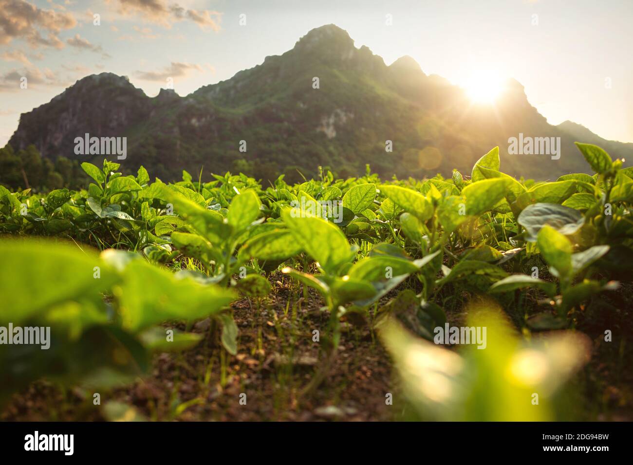 Pequeñas plantas en un campo detrás de una montaña al atardecer Foto de stock
