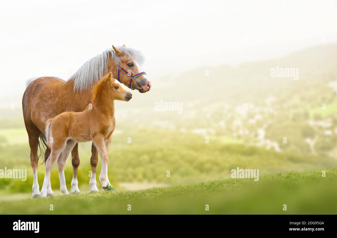 Ponis galeses yegua y foal en la naturaleza Foto de stock