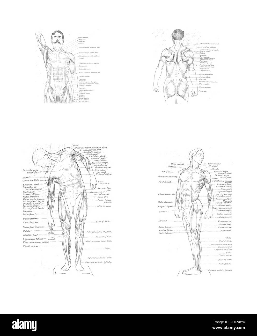 Una ilustración de bocetos de músculos humanos y partes del cuerpo