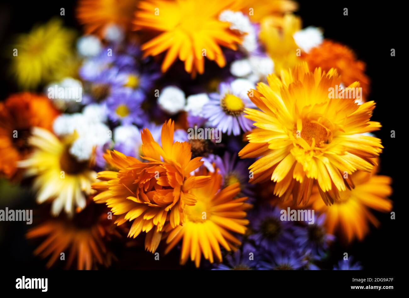 Bouquet de color naranja brillante y lila flores silvestres contra un fondo oscuro Foto de stock