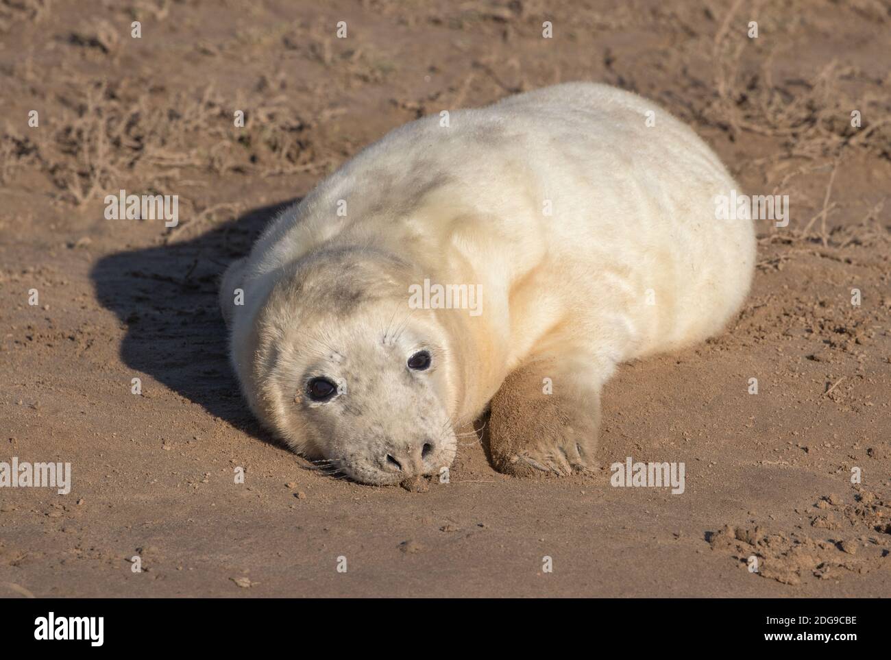 Seal pup, Donna Nook, Lincolnshire Foto de stock
