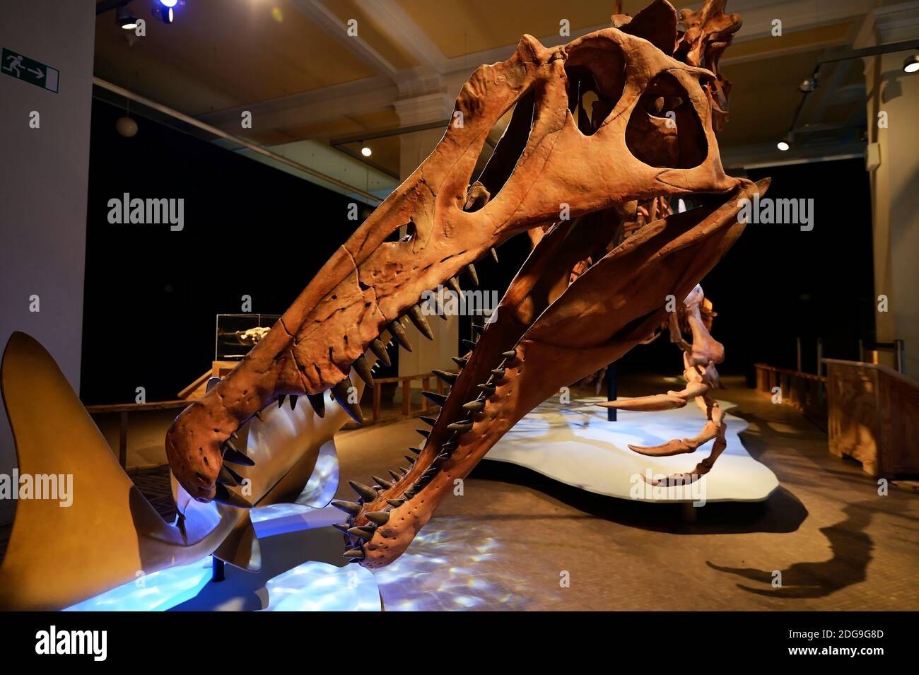 Das weltweit einmalige Skelettnachbildung eines (Spinosaurus aegyptiacus), größter bekannter Raubsaurier bisher, Naturkundemuseum, Museum für Naturk Foto de stock