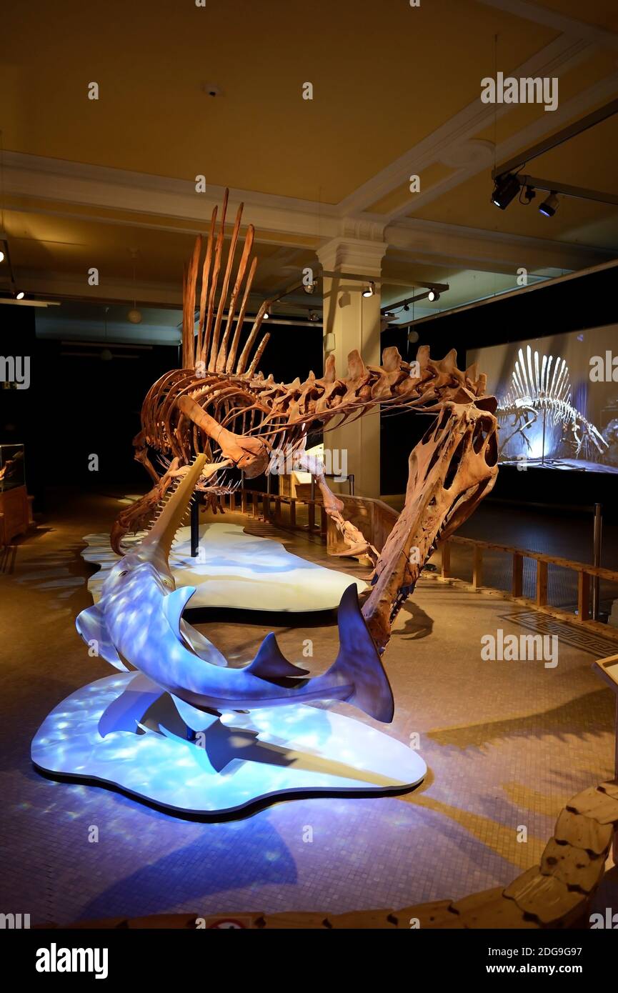 Das weltweit einmalige Skelettnachbildung eines (Spinosaurus aegyptiacus), größter bekannter Raubsaurier bisher, Naturkundemuseum, Museum für Naturk Foto de stock