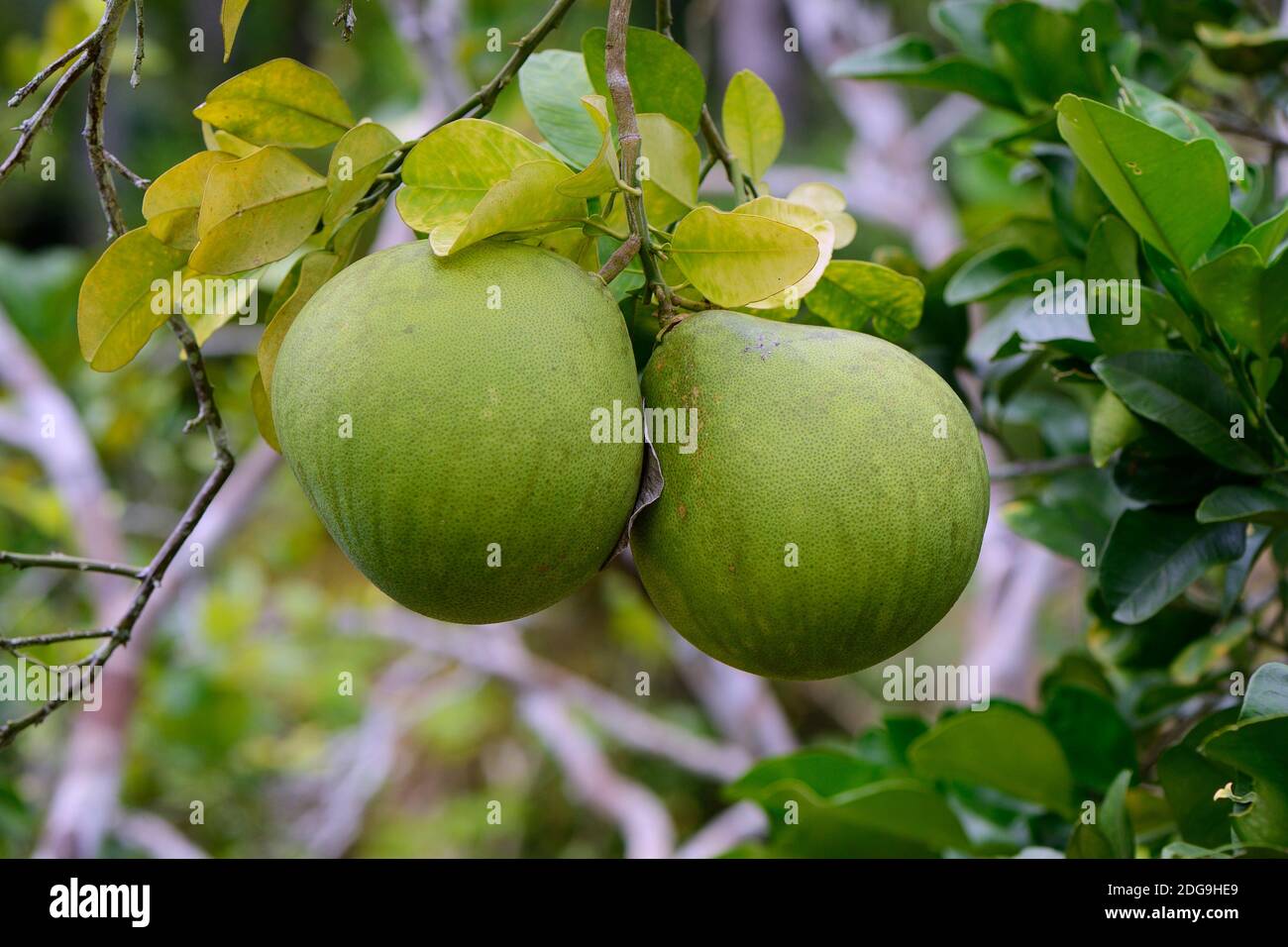 Pomelo (Citrus spec.) Frucht am Baum, Insel Mahe, Seychellen Foto de stock