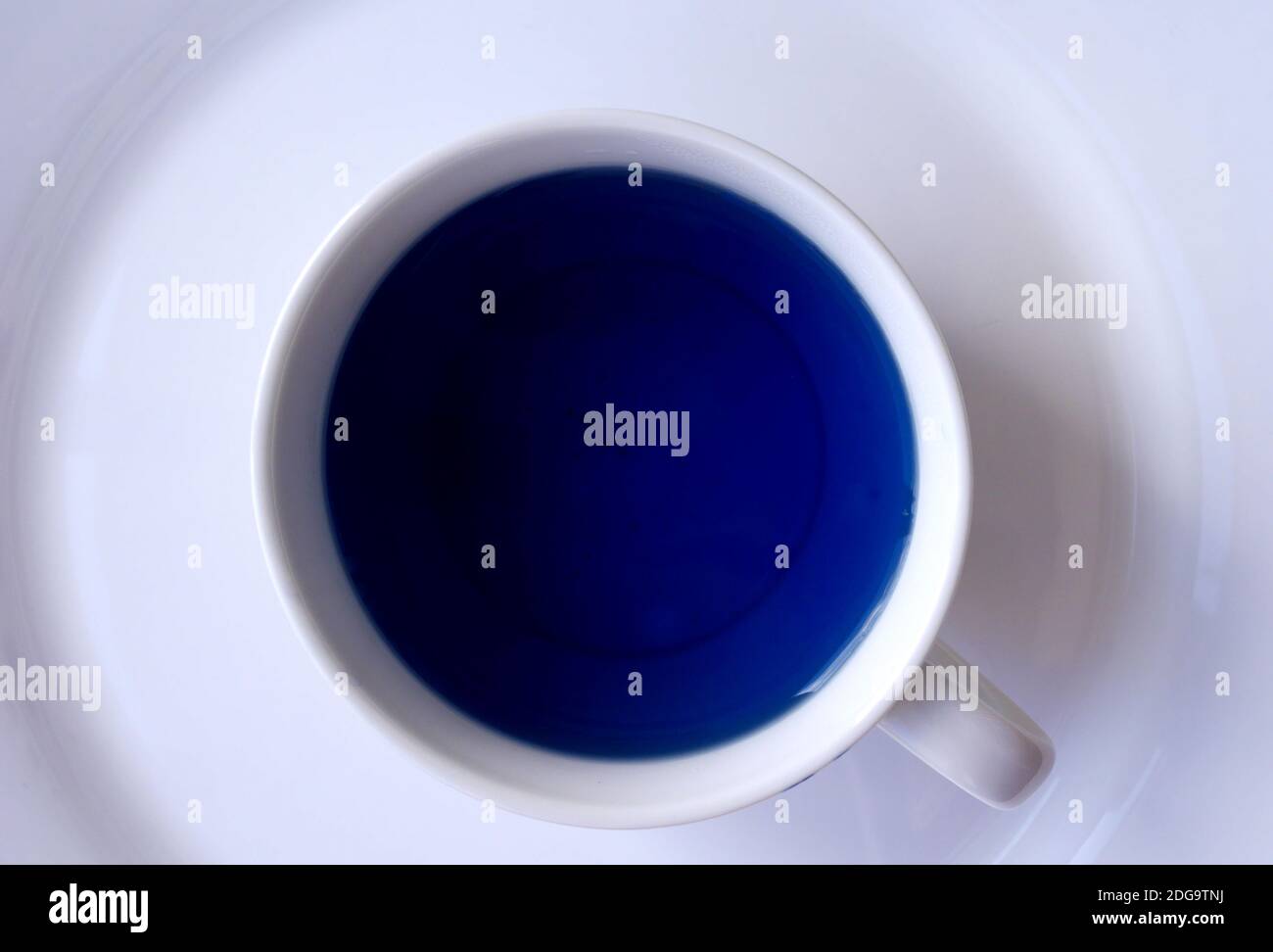 Té de flores de arveja de mariposa azul sin cafeína en una taza blanca. Foto de stock
