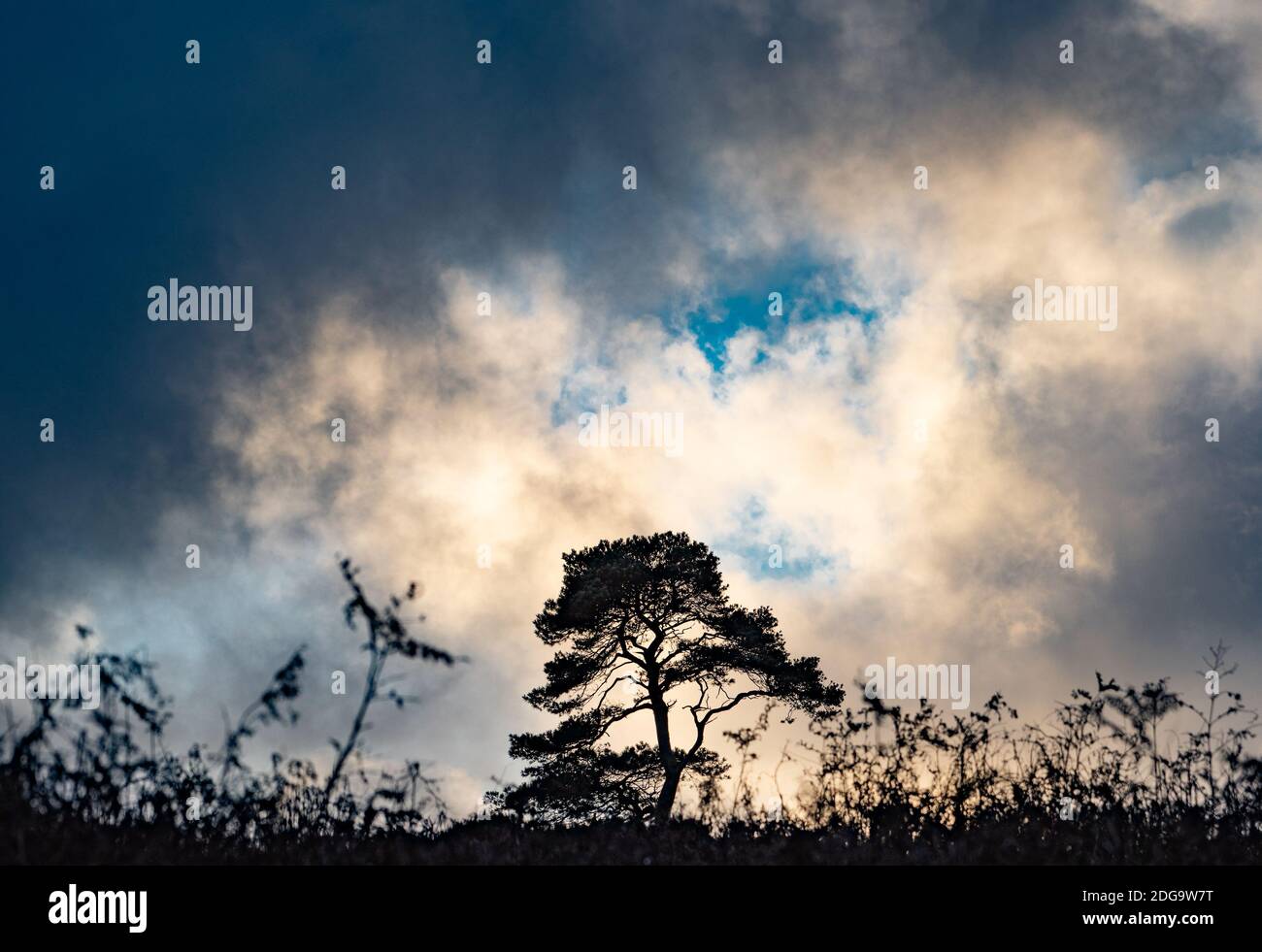 Abeto y el cielo dramático, Marshaw, Lancaster, Lancashire. Foto de stock